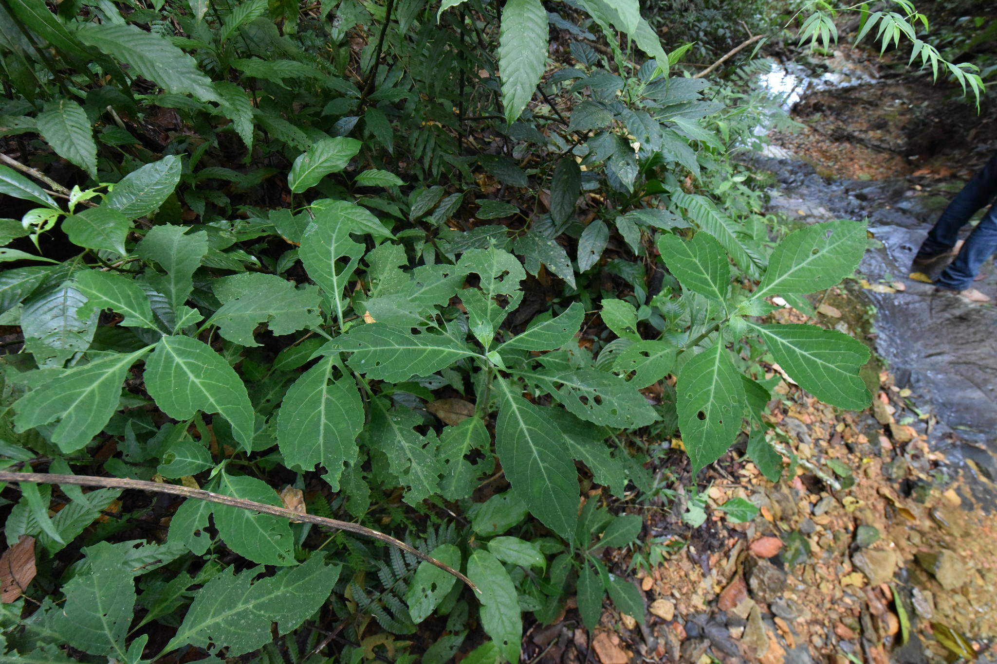 Salvia divinorum